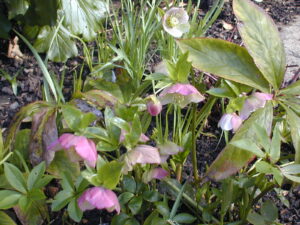 Hellebores
