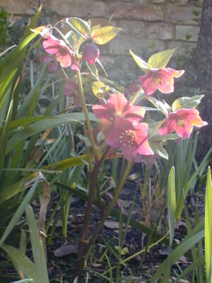 Hellebores