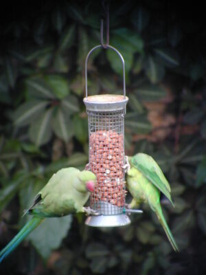 Oi, there's parrots on me nuts!