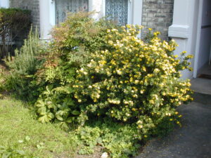 Potentilla