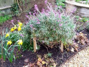 Erysimum 'Bowles Mauve' propped up with 3 stakes and cord